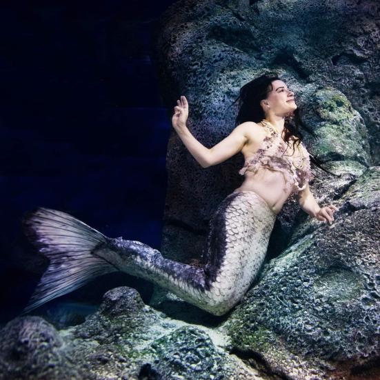 Havfruens hemmeligheder